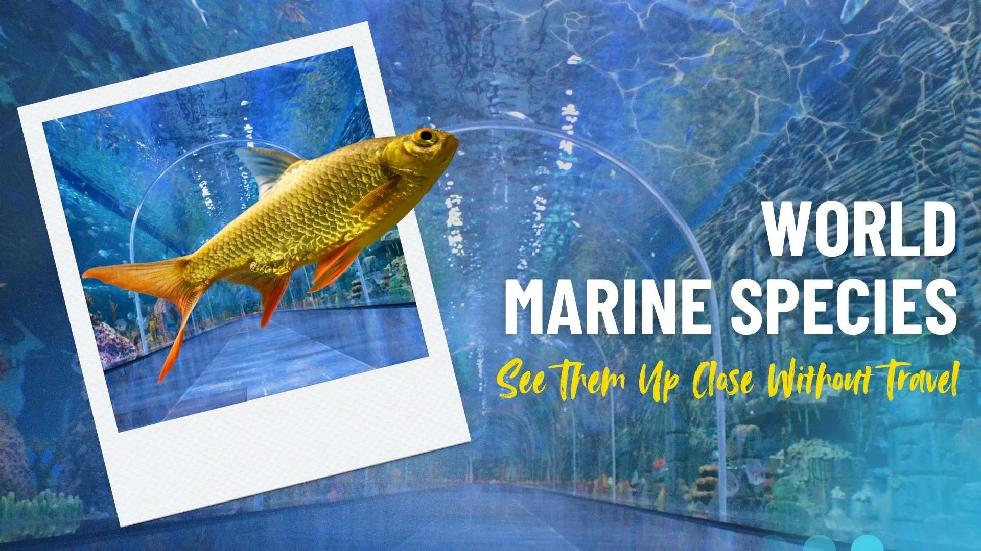 World Marine Species: See Them Up Close in Bangalore Without Travel in 2026